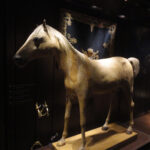 Arabian horse Vizir Napoleon 1